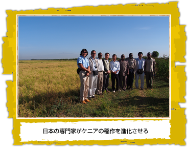 日本の専門家がケニアの稲作を進化させる
