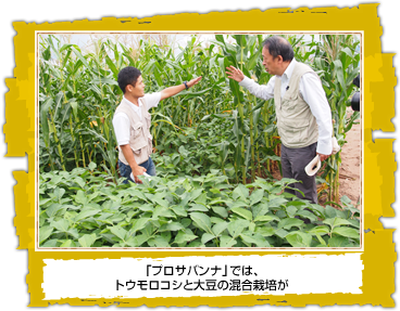 「プロサバンナ」では、 トウモロコシと大豆の混合栽培が