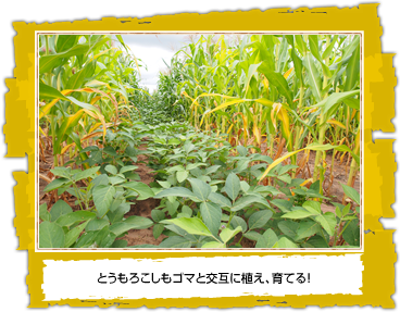 とうもろこしもゴマと交互に植え、育てる！