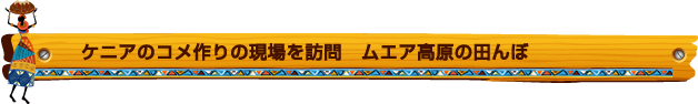 ケニアのコメ作りの現場を訪問 ムエア高原の田んぼ