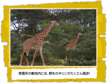 発電所の敷地内には、野生のキリンがたくさん闊歩!