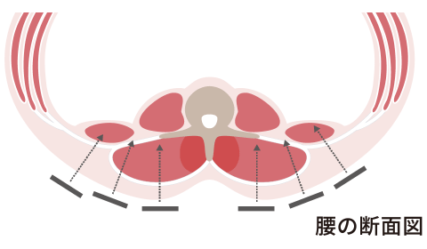 腰の断面図