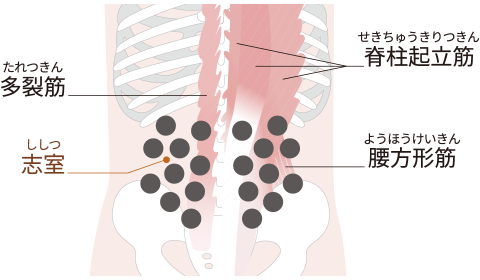 多裂筋（たれつきん）、脊柱起立筋（せきちゅうきりつきん）、志室（ししつ）、腰方形筋（ようほうけいきん）