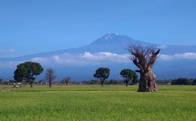 タンザニアの稲田