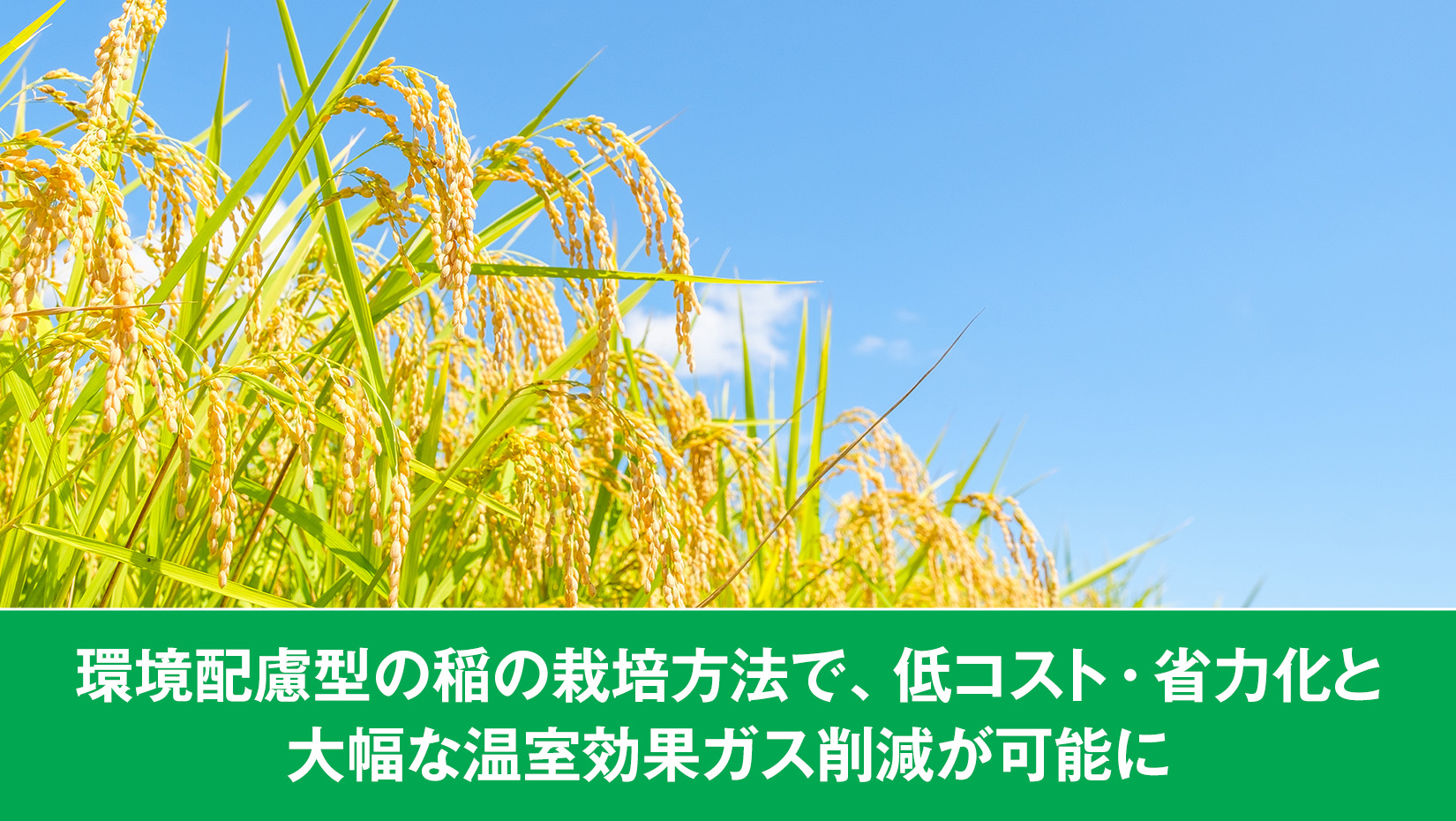 環境配慮型の稲の栽培方法で、低コスト・省力化と大幅な温室効果ガス削減が可能に