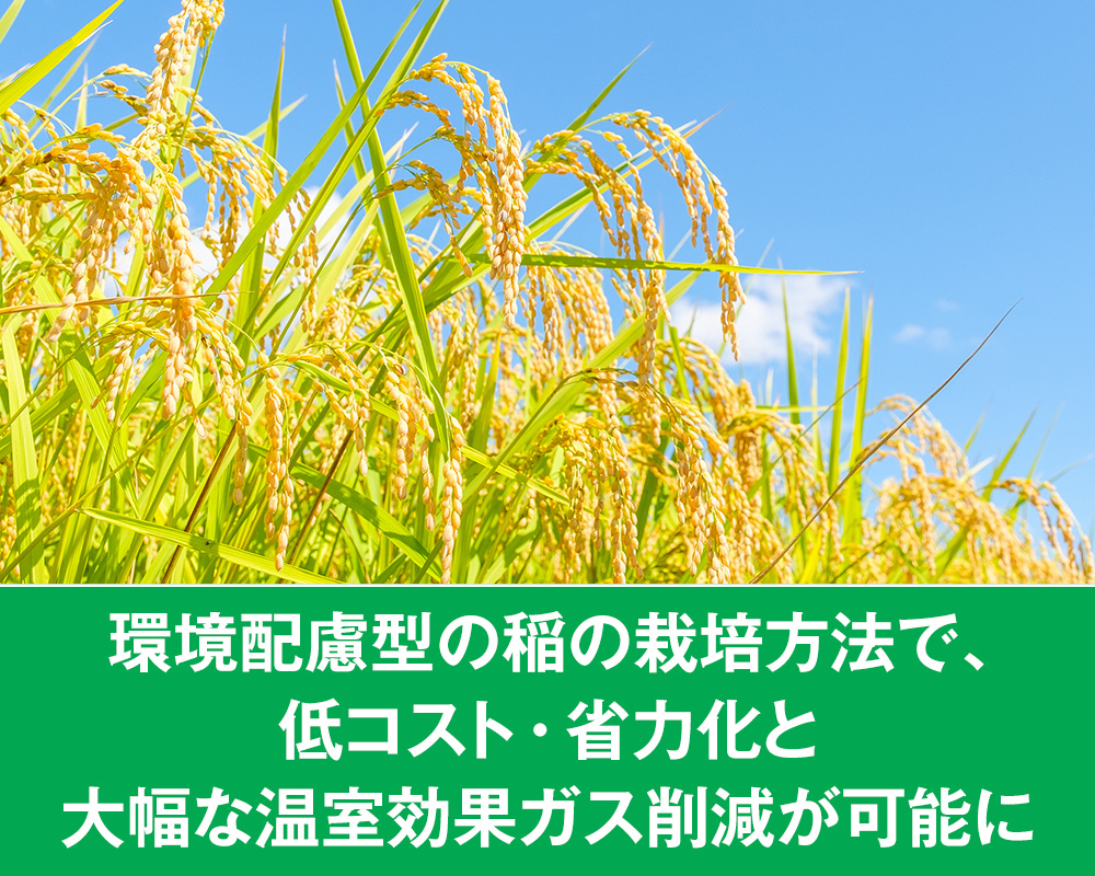 環境配慮型の稲の栽培方法で、低コスト・省力化と大幅な温室効果ガス削減が可能に