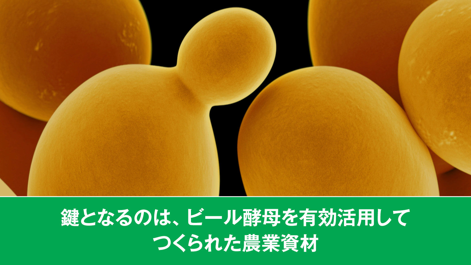 鍵となるのは、ビール酵母を有効活用してつくられた農業資材