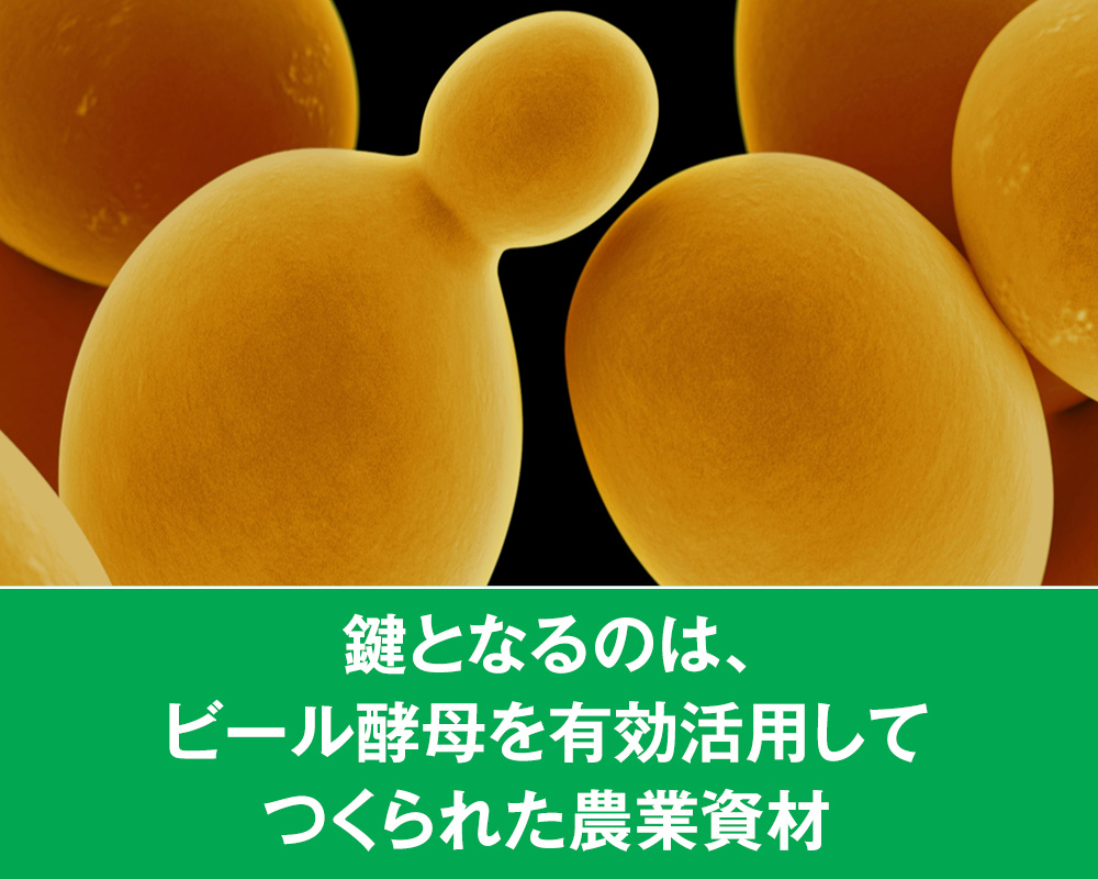 鍵となるのは、ビール酵母を有効活用してつくられた農業資材