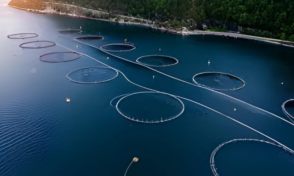 環境負荷を低減し、生産量を増やすことに貢献するAQUASOJA社の養殖魚向け総合給餌ソリューション。