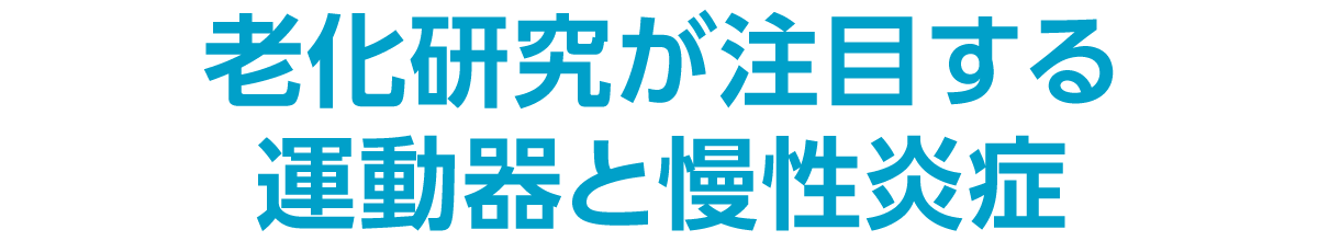 老化研究が注目する運動器と慢性炎症
