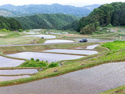 山王寺の棚田