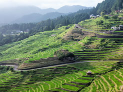 丸山千枚田