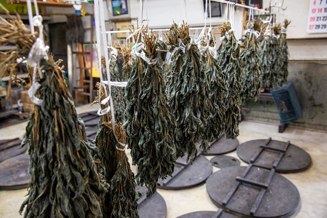藍の葉は胃腸に良いといわれ、乾燥させた葉は煎じてお茶として飲むこともできる。