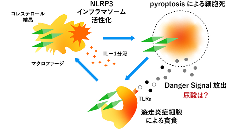 Danger signalが放出されてマクロファージに排除されるというサイクルの図