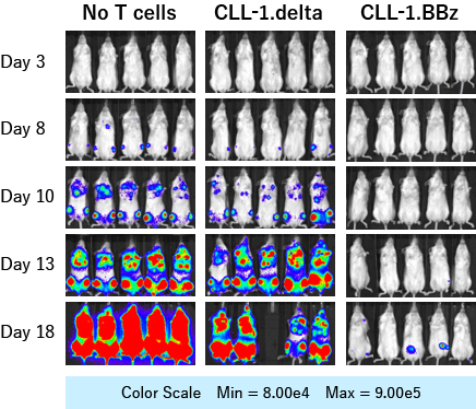 CLL-1 CAR-T細胞を投与したマウスの写真