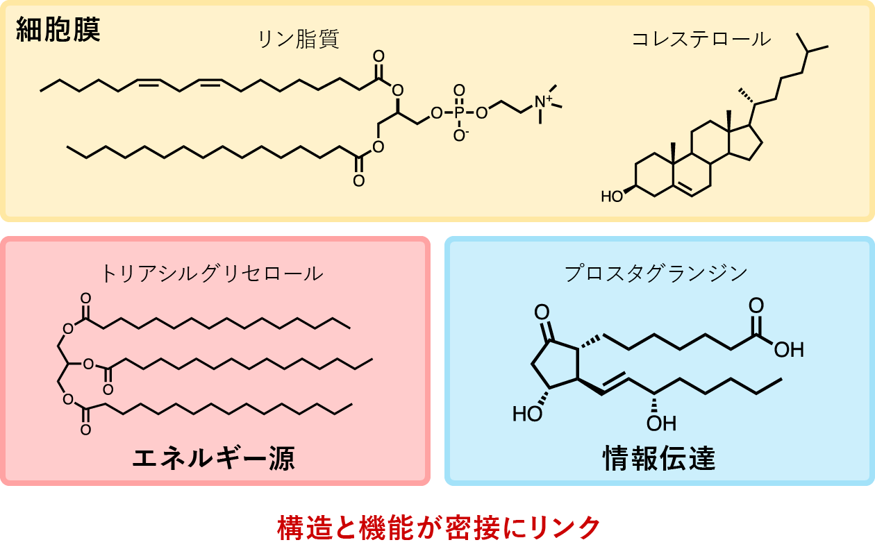 脂質の三大機能の分子構造式の図解