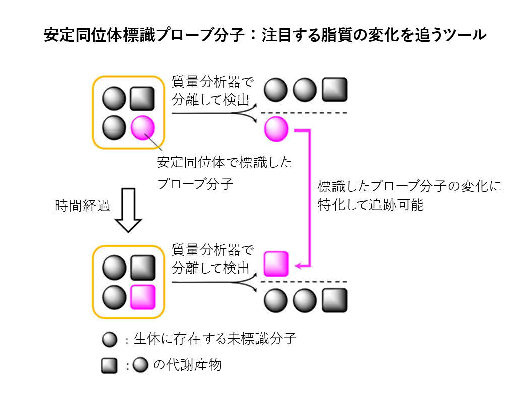 重水素化した脂質プローブ分子解析の図解